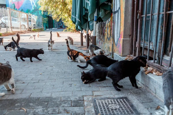 Atény Řecko Listopadu 2021 Zbloudilé Kočky Krmí Místní Obyvatelé Ulice — Stock fotografie