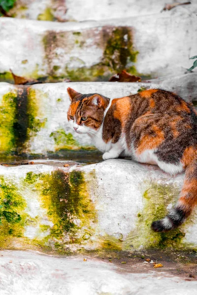 Streunende Katze Sitzt Auf Stufen Athener Stadtteil Anafiotika — Stockfoto