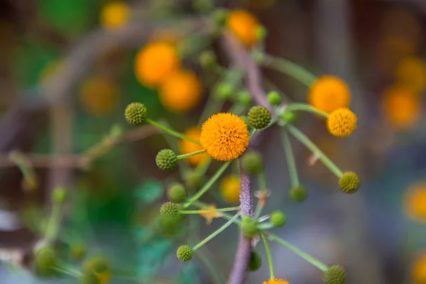 Bolas Esponjosas Amarillas Cordero Acacia Australiana Cerca —  Fotos de Stock