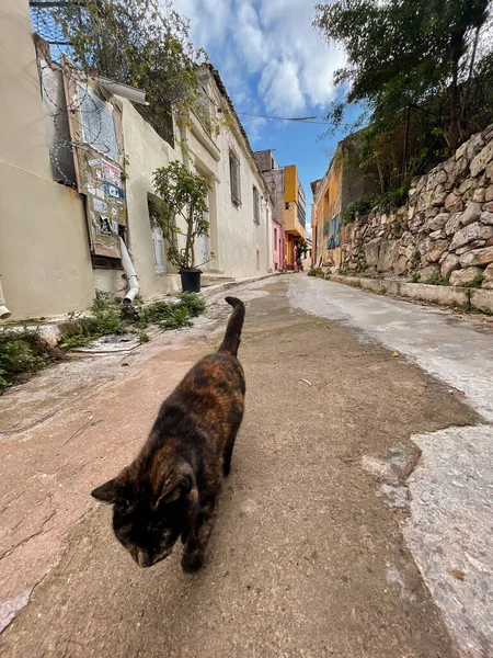 Atény Řecko Nov 2021 Zbloudilá Kočka Sedící Schodech Okrese Anafiotika — Stock fotografie