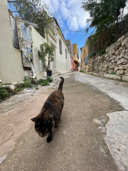 Athen Griechenland November 2021 Streunende Katze Sitzt Auf Stufen Athener — Stockfoto