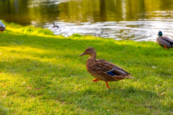 Patos Caminando Sobre Hierba Dentro Del Voldelpark Amsterdam Países Bajos — Foto de Stock