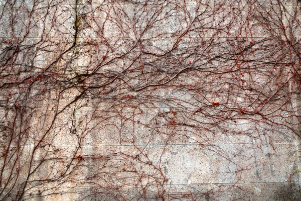 Folhas Hera Coloridas Subindo Uma Parede Tijolo Vermelho Resistido Fundo — Fotografia de Stock