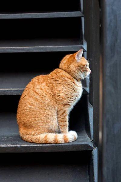Beautiful yellow and white cat with leash resting on wooden steps.