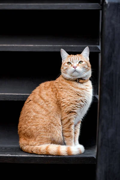 Όμορφη Κίτρινη Και Λευκή Γάτα Λουρί Στηρίζεται Ξύλινα Σκαλοπάτια — Φωτογραφία Αρχείου