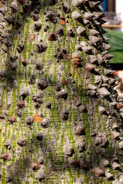 Ceiba Insignis Una Especie Planta Fanerógama Perteneciente Familia Malvaceae — Foto de Stock