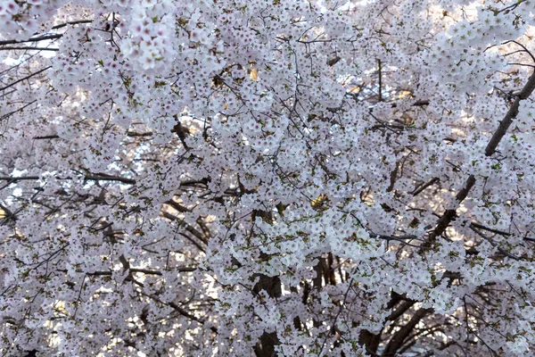 Цветущие Белые Розовые Миндальные Цветы Веточке Весенняя Флора — стоковое фото