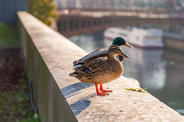 Vogelgroep Rustend Muur Rond Seine Parijs Frankrijk — Stockfoto