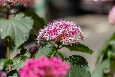 Clerodendrum bungei, commonly known as rose glory bower, glory flower or Mexican hydrangea is a species of flowering plant in the deadnettle family, Lamiaceae. clipart