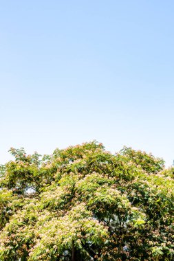 Ermenistan, Etchmiadzin 'deki Saint Gayane Kilisesi' nin bahçesindeki çiçek açan İran ipek ağacının üzerinde mavi gökyüzü güneşli yaz gününde