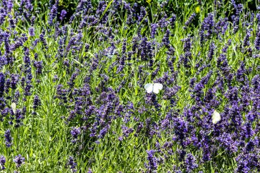 Güneşli yaz gününde Ermenistan, Etchmiadzin 'deki yeşil tarlada kelebekler ve çiçek açan lavantalar