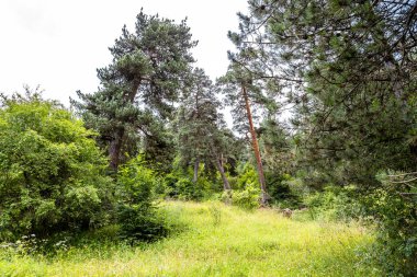 Dilijan Ulusal Parkı 'ndaki TransKafkasya Patikası' ndaki Dağ Ormanı 'ndaki Sarhoşlar Ormanı' nda yeşil çayır.