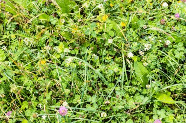 Yaz günü Dilijan Ulusal Parkı 'ndaki TransKafkasya Patikası' ndaki dağ ormanındaki yeşil çayır yüzeyinin en üst görüntüsü