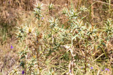 Güneşli yaz gününde Erivan şehrindeki Erebuni Kalesi 'ndeki tepeye yakın devedikeni fabrikası.