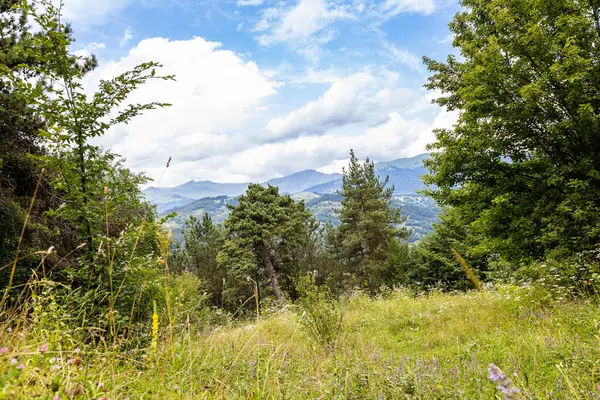 stock image green glade in mountain forest on Transcaucasian Trail in Dilijan National Park in summer day