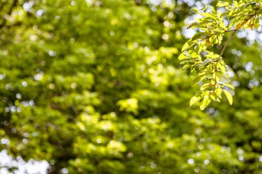 Gyumri şehrindeki Central Gorki Parkı 'nda (Maxim Gorky Parkı), güneşli yaz gününde, yeşil ağaç dalları yakınlaşır ve arka planda yemyeşil yapraklar bulanıklaşır.