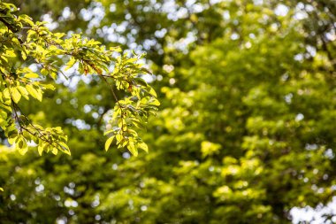 Gyumri şehrindeki Central Gorki Parkı 'nda (Maxim Gorky Parkı) güneşli bir yaz gününde yeşil ağaç dalı yakın plan ve çözünmüş yemyeşil yeşillik.