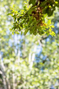 Güneşli yaz gününde Gyumri şehrindeki Central Gorki Park 'ta (Maxim Gorky Parkı) ağaçların arka planında yeşil yapraklar kapanıyor ve çözünüyor.