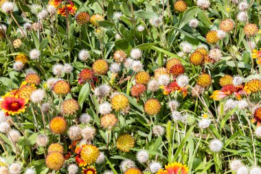 colorful flowers at urban flowerbed on sunny summer day, Yerevan city, Armenia clipart