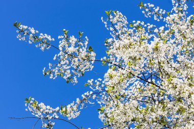 Beyaz çiçek açan kiraz ağacı dalı ve güneşli bahar gününde arka planda mavi gökyüzü.