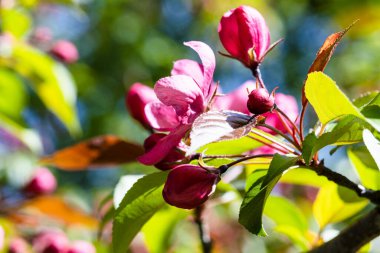 Güneşli bahar gününde, ağacın dalında pembe çiçekler.
