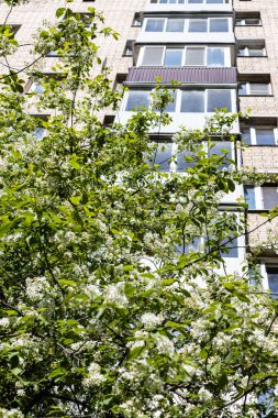 Çiçek açan ağaç ve gökdelenli apartman dairesi güneşli bahar gününde arka planda.