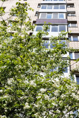 blossoming tree and high-rise apartment house on background on sunny spring day clipart