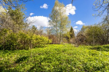Güneşli bir bahar gününde, terk edilmiş köyün arka bahçesindeki huş ağaçlarıyla temizleniyor.