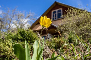 Sarı lale, güneşli bahar gününde köy evinin bahçesinde.