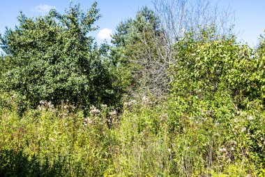 Güneşli bir yaz gününde arka bahçede terk edilmiş bir bahçe.