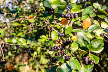 Batan güneşle aydınlatılan ağaç dalında olgun siyah boğma üzümü