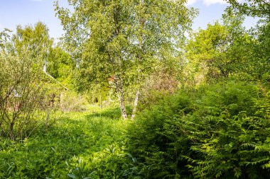 view of green overgrown backyard of abandoned village house on sunny May day clipart