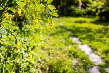 Böğürtlen ağacının sarı çiçekleri köyün arka bahçesinde güneşin batışıyla aydınlanır.