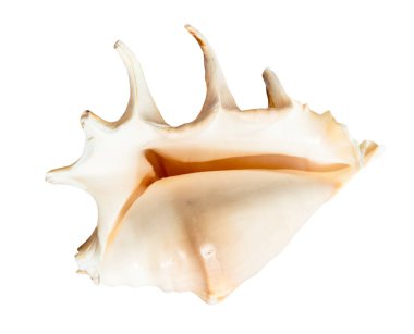 empty sea shell of spider conch isolated on white background clipart