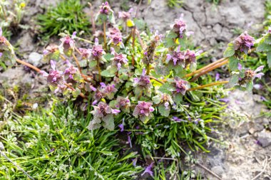 Baharda bahçeye yaklaşan ölü ısırgan otlarının manzarasının üstünde.