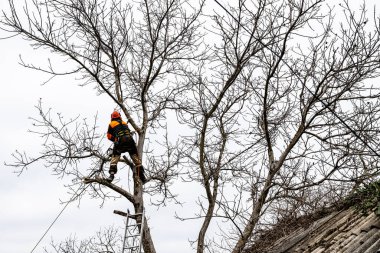 Ağaççı, bulutlu bahar gününde arka bahçede eski ceviz ağacını söküyor.