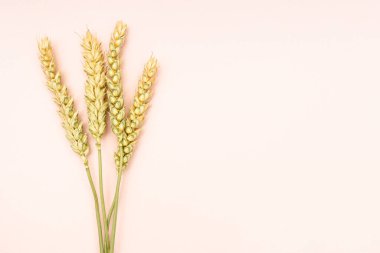 Pembe arka planda birkaç kurutulmuş çivi kopyalanmış alanla yakın plan