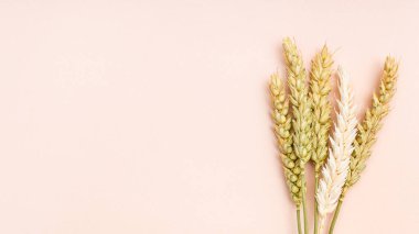 Pembe arka planda doğal kurumuş çiviler. Kopyalama alanı ile yakın plan.