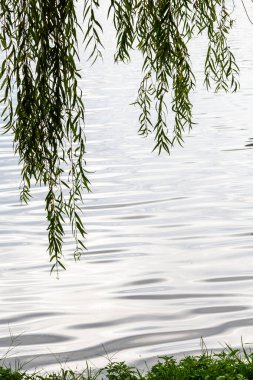 Sonbaharda gölün gri yüzeyinde yeşil salya dalları var. Nurigel Gölü, 6 Mayıs 'ta, sonbahar günü Batum şehrinde Park' ta.