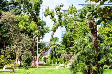 Gürcistan 'a seyahat - 6 Mayıs' ta güneşli bir sonbahar gününde Batum şehrinde Park 'ta yeşil ağaçlar ve çayırlar