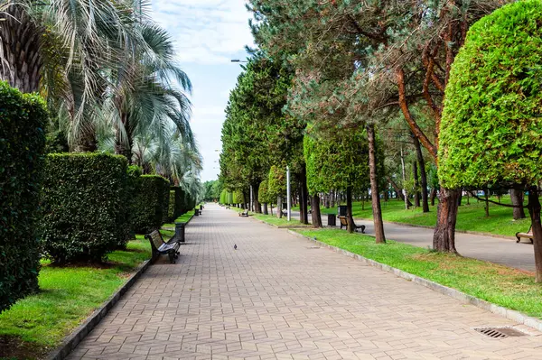 Gürcistan 'a seyahat - Batumi Bulvarı' nda sonbahar günü yaya geçidi