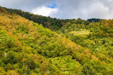 Gürcistan 'a seyahat - Machakhela ulusal parkındaki dağlık yamaçtaki renkli orman Adjara' nın Tskhemlara köyü yakınlarında bulutlu bir sonbahar gününde