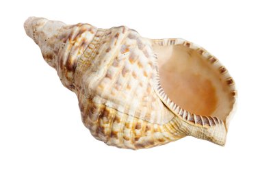 empty sea shell of charonia mollusk isolated on white background clipart