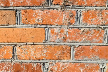 Beton eklemli eski tuğla duvar ve kurumuş sarmaşık kalıntıları.