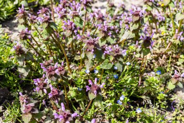 Baharda bahçeye yaklaşan ölü ısırgan otu manzarasının üstünde.