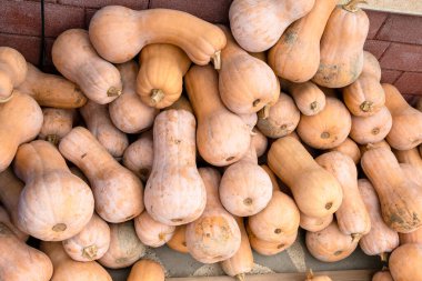 Gürcistan 'a seyahat - Gürcistan' ın Kakheti bölgesindeki köy pazarında bir yığın tereyağı kabağı