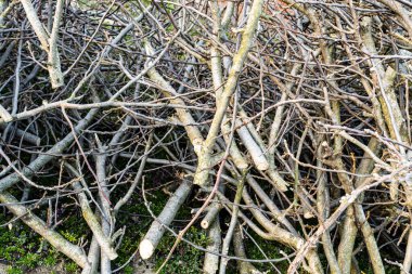 Arka bahçede yerde taze kesilmiş ceviz ağacı dalları var.