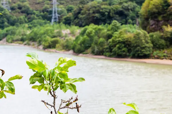 Gürcistan 'a seyahat - Sonbahar günü Adjara' daki Chorokh Nehri üzerinde yeşil yapraklar