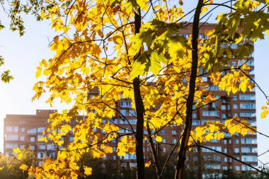 Güneşle aydınlanan akçaağaç yaprakları ve güneşli sonbahar gününde arka planda kalan modern gökdelenler.