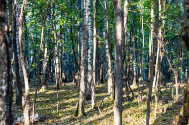 Güneşli bir sonbahar gününde şehir parkında ağaç gövdeleri.